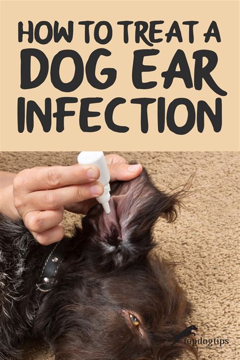 Treating a Dog Ear Infection Using Home Remedies and OTC Aids