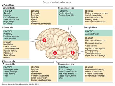 4 Lobes Of The Brain And Their Functions