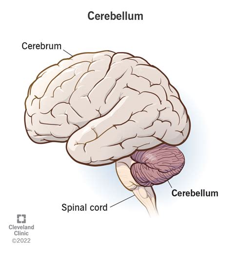 Cerebellum: What It Is, Function & Anatomy