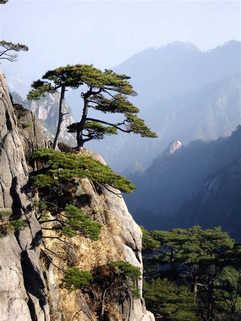 Free Photos: Huangshan mountain with Pinus hwangshanensis trees | shanghaiboy