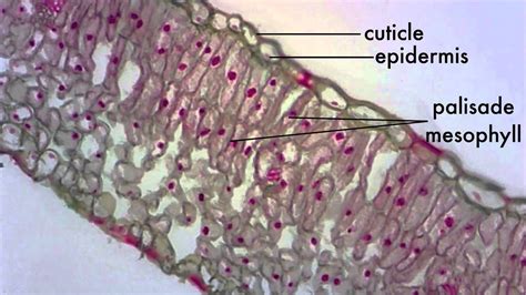 castle Serious Distraction leaf cross section under microscope shake collision Addition