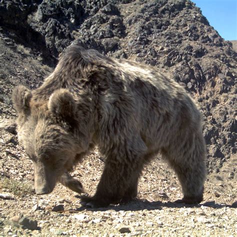 gobi-bear-in-color,-good - Snow Leopard Trust