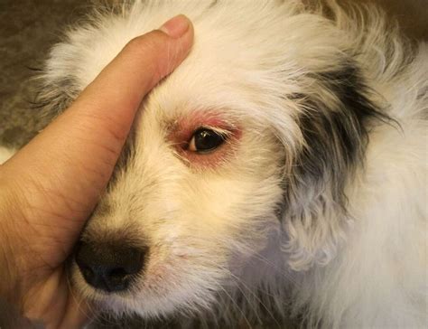 Allergies to Dog Rash - Signs of Allergy on Dogs - Dog Sploot