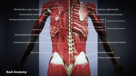 Lower Back Muscles : Management of Low Back Pain - Beacon Pharmaceuticals Limited / Learn how to ...