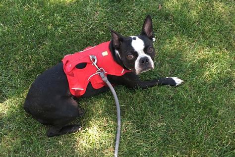 6 Best Escape Proof Dog Harness: Reviews And Buying Guide