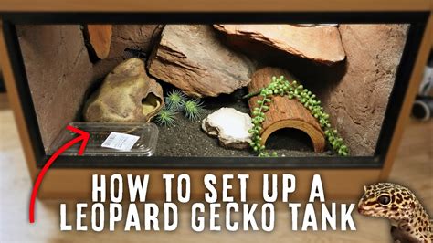 Leopard Gecko Setup