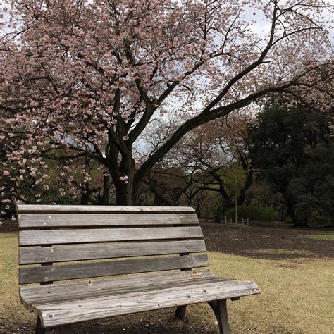 Cherry Blossom Japan Garden - Free photo on Pixabay