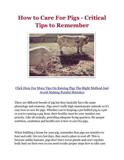 How to Care For Pigs - Critical Tips to Remember