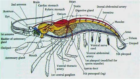 Shrimp in the Marine Aquarium