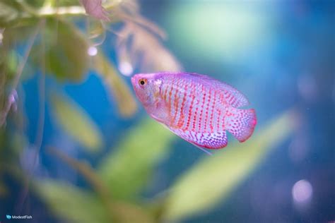 30 Cool & Colorful Freshwater Aquarium Fish (With Photos)