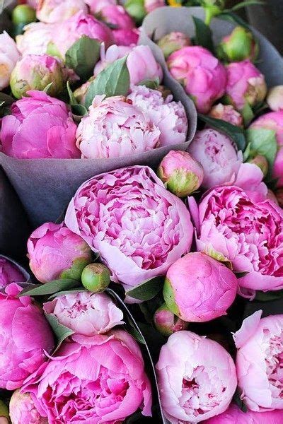 Pink Peonies Pictures, Photos, and Images for Facebook, Tumblr, Pinterest, and Twitter