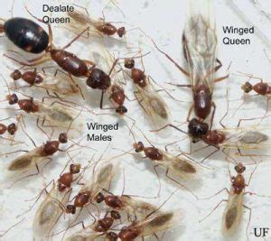 Flying Ants vs. Termites: what's the difference? - Massey Services, Inc.