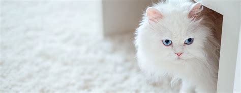 Gorgeous White Cat Breeds to Welcome to the Family | Purina