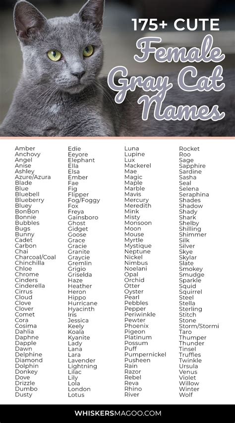 Black Gray And White Cat Names at Shirley Neumann blog