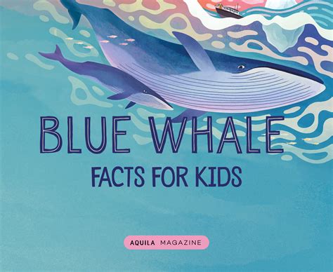 Blue Whale facts for kids - AQUILA Blog