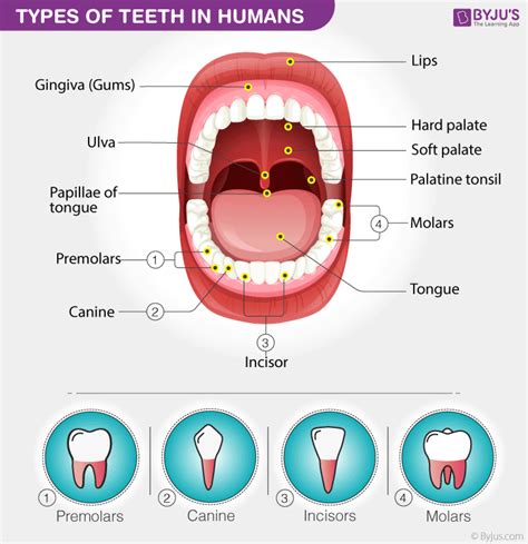 Human Teeth Diagram