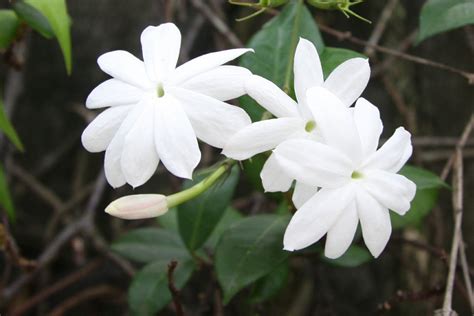 Jasmine Flower Wallpaper | Flower Wallpapers HD