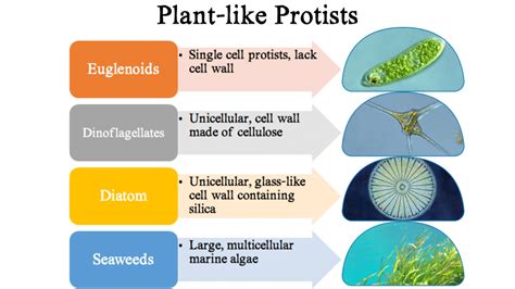 Quiz 3 Plant And Fungus-like Protists