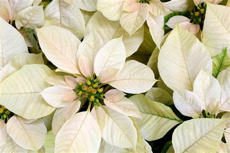 10 Poinsettia Points to Ponder - Plantscapers