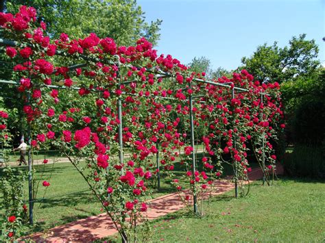 climbing rose trellis - Home Decor