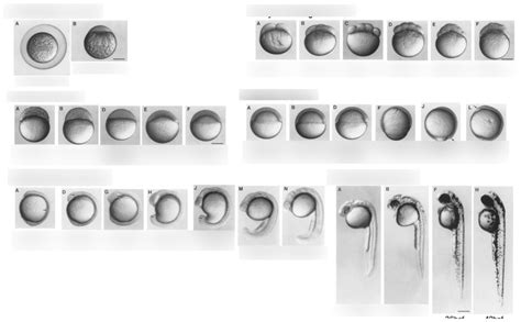 Zebrafish Embryo Stages