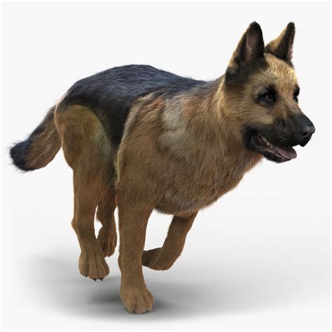 german shepherd fur 3d model