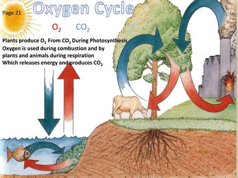 PPT - Oxygen Cycle PowerPoint Presentation, free download - ID:2472625