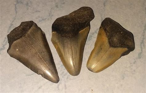 3 Fossil Megalodon era shark teeth in the 1 and 1/2 to 2 inch range | #4598052087