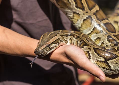 Are Burmese Pythons Dangerous To Humans?