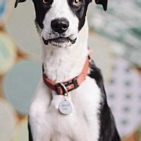 Pictures of Francis a Great Dane/Border Collie Mix for adoption in Portland, OR who needs a ...