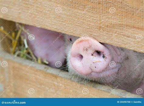 Pig Snout Royalty Free Stock Photos - Image: 20690708