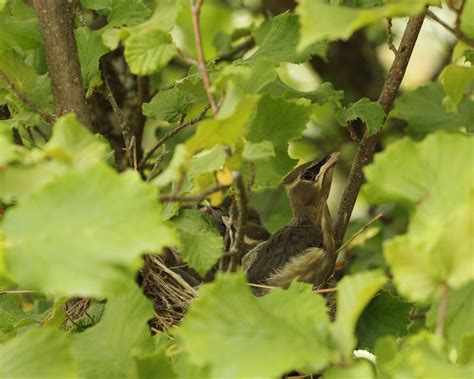 Bird nests range from simple to elaborate – Naturally North Idaho