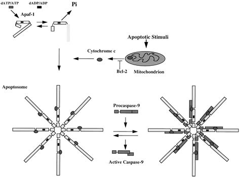 Model of caspase-9 activation | Download Scientific Diagram