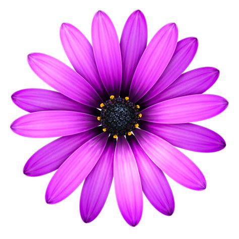 Flowers Icon, Transparent Flowers.PNG Images & Vector - Free Icons and PNG Backgrounds