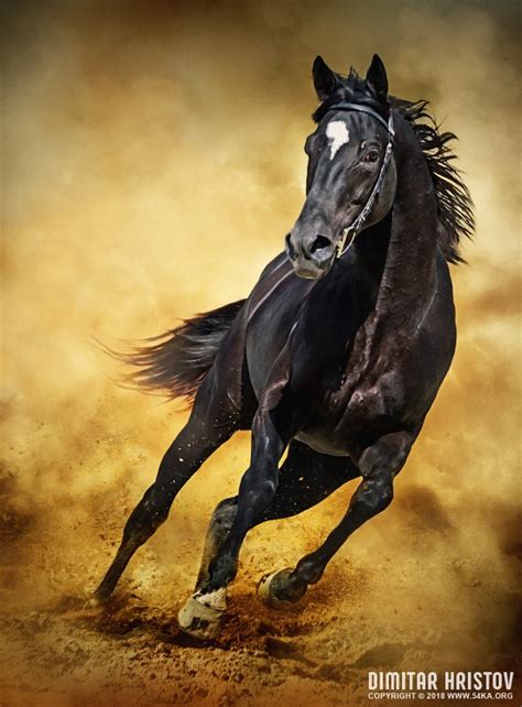 Black Horse – Running Wild - 54ka [photo blog]