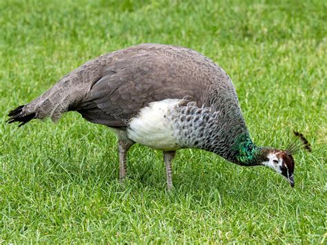 Female Peacocks (Male vs Female: Identification Guide) | Birdfact