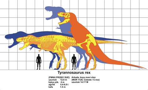 Dinosaur Size Charts