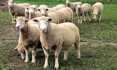 Exploring Sheep Meat Breeds: A Guide to the Best Varieties for Meat Production - MustPets.Com