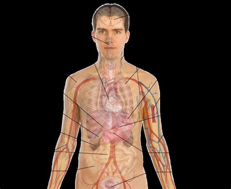 Location Of Human Body Organs | MedicineBTG.com