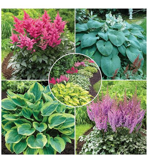 Hosta and Astilbe Shade-Loving Garden Collection With 14 Plants | Wind and Weather