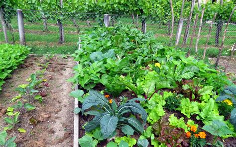 10 Sustainable Farming Methods and Practices | Greentumble