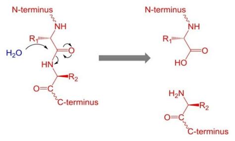 Proteolysis - Definition, Structure and Function | Biology Dictionary