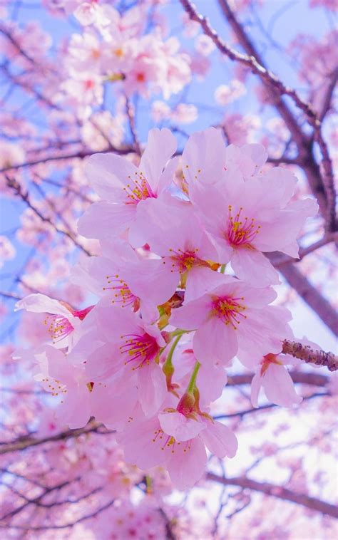 92 Wallpaper Bunga Sakura Aesthetic Images - MyWeb