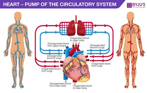 Human Heart - Anatomy, Functions and Facts about Heart