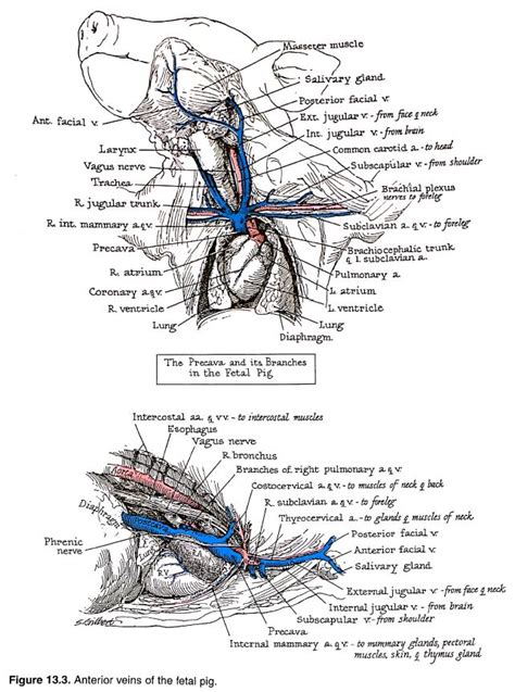 Pig Anatomy Labeled