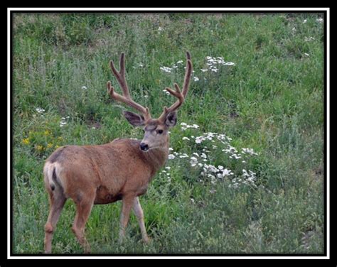 Photo Essay – Mule Deer Antlers – Mule Deer Foundation