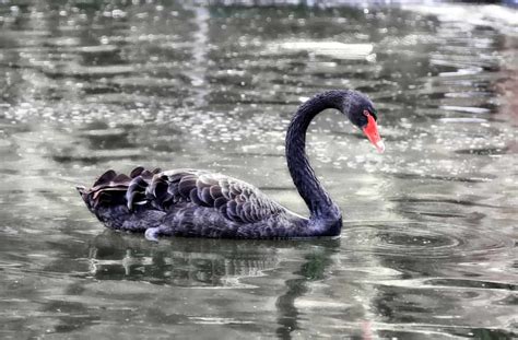 9 Spiritual Meanings of Black Swan