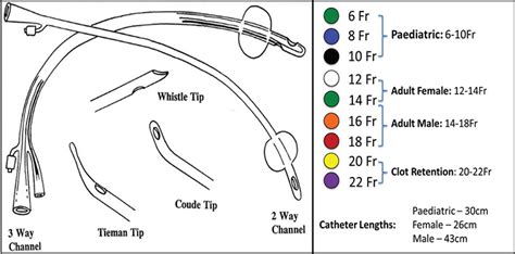 Foley Catheter Size For Female - Галерија слика