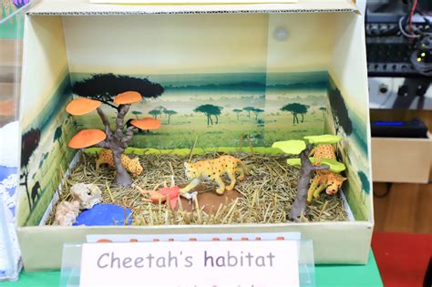 Cheetah Habitat Diorama