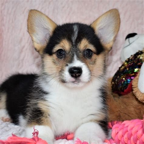 Corgi pups online adoption | Pembroke Puppy Adoption | Puppies For Sale